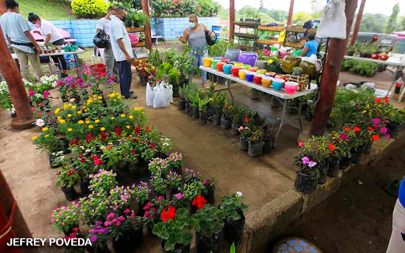 FLORES